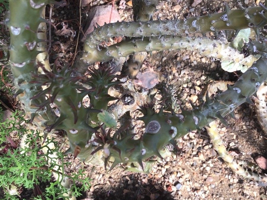 Pelargonium echinatum — search result for 'Geraniaceae'