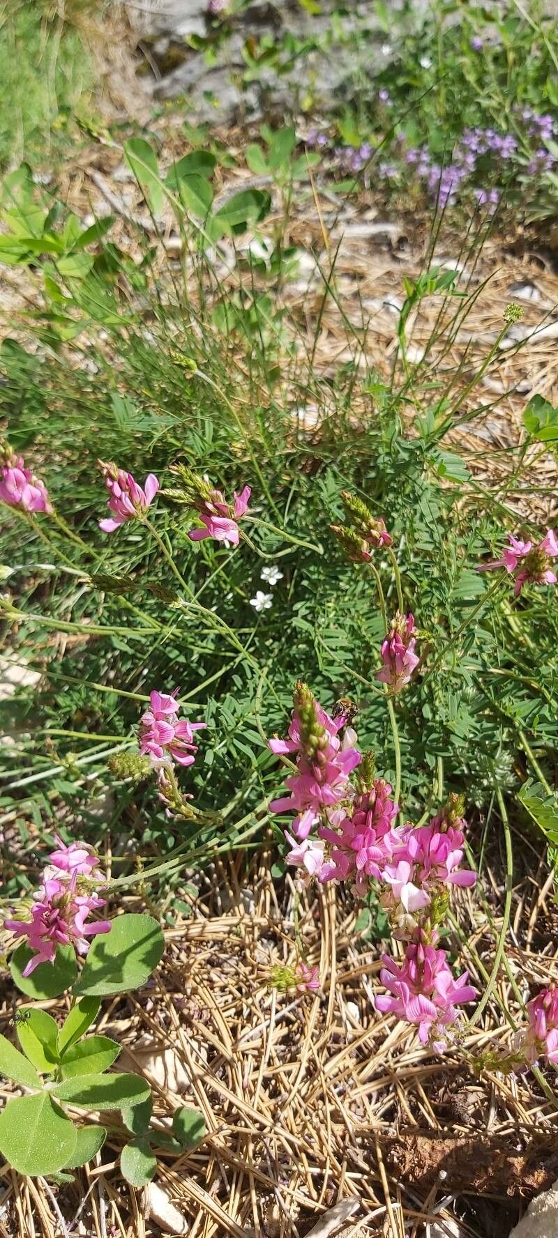 Onobrychis pindicola flower