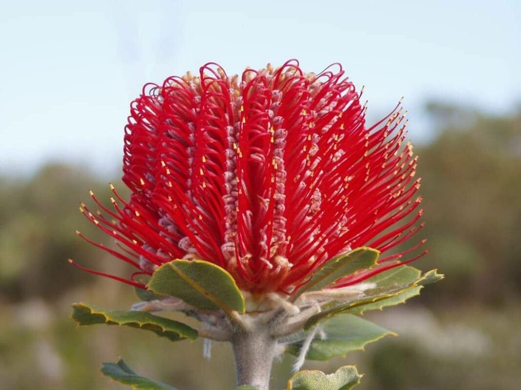 Banksia coccinea — search result for 'Denmark'