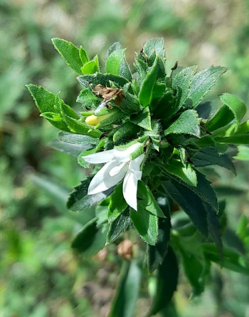Capraria biflora flower