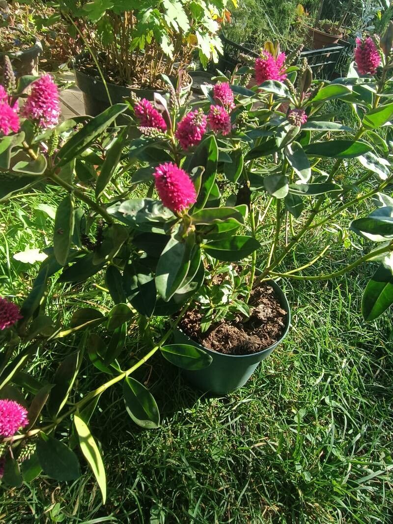 Hebe andersonii fruit