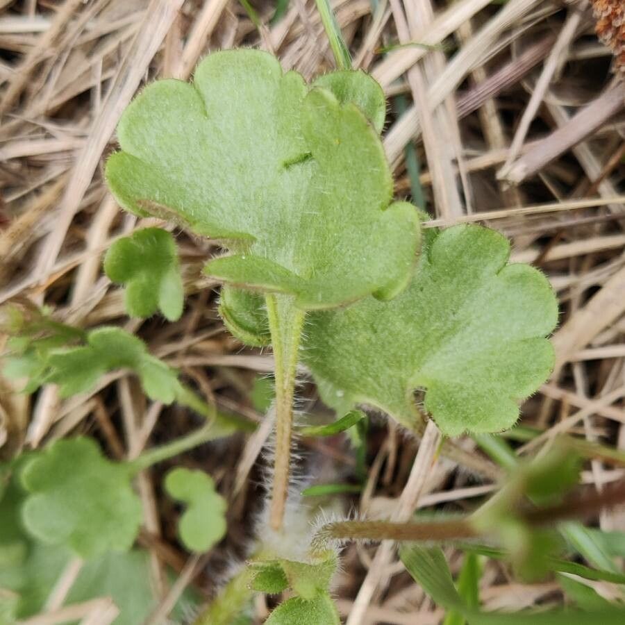 Saxifraga granulata leaf