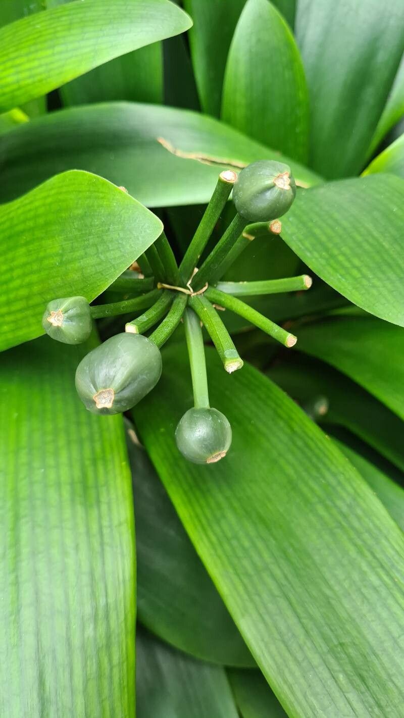 Clivia × cyrtanthiflora fruit