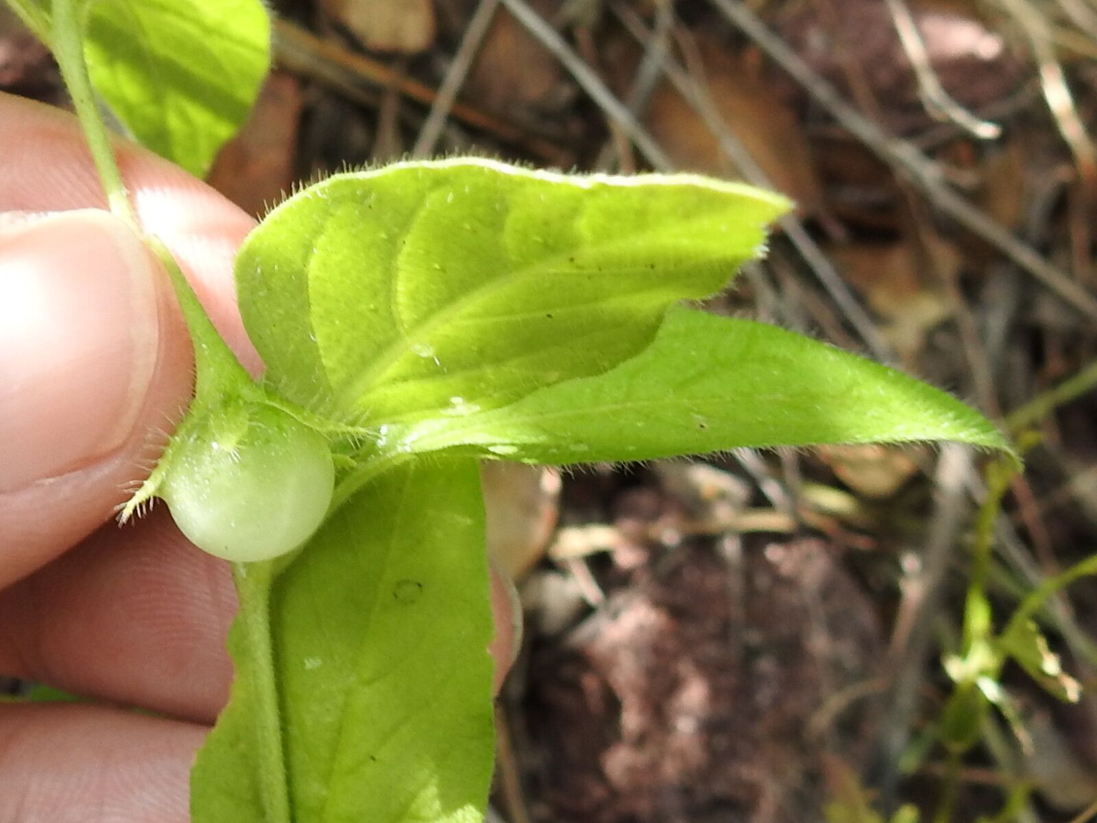 Solanum deflexum — houseplant care guide