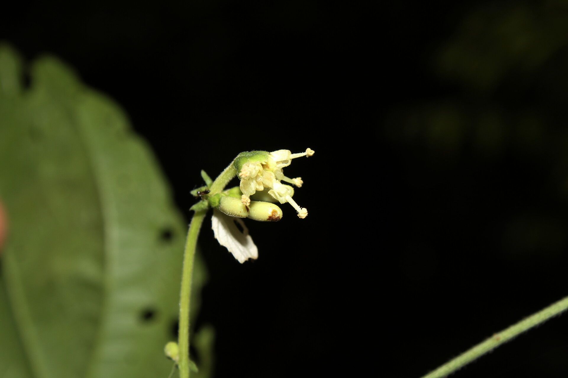 Dalechampia heterobractea flower