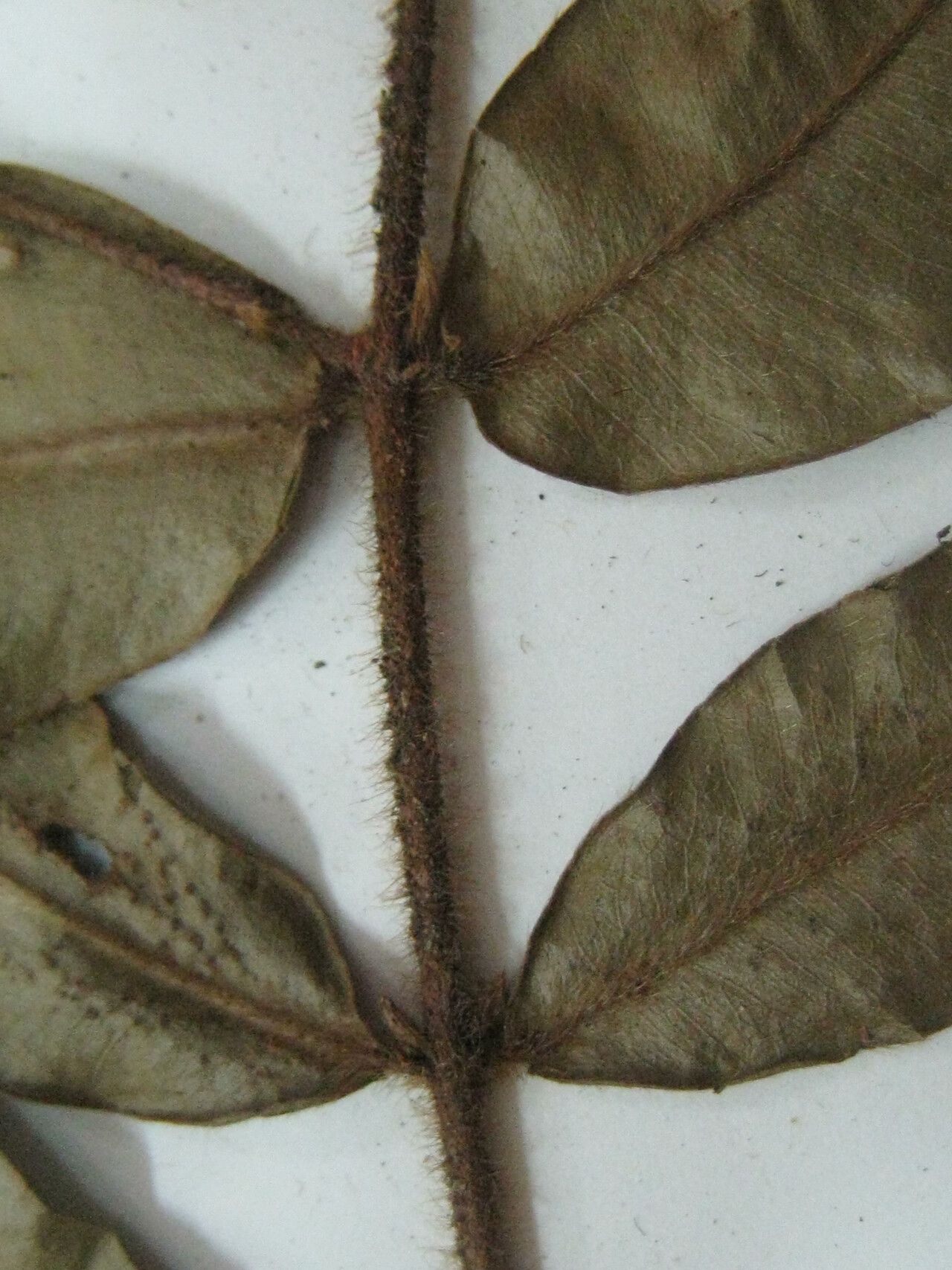 Myrcia bracteata — related species from the same genus