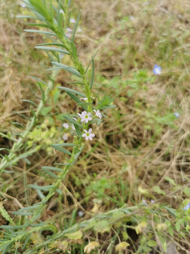Lythrum thymifolia leaf