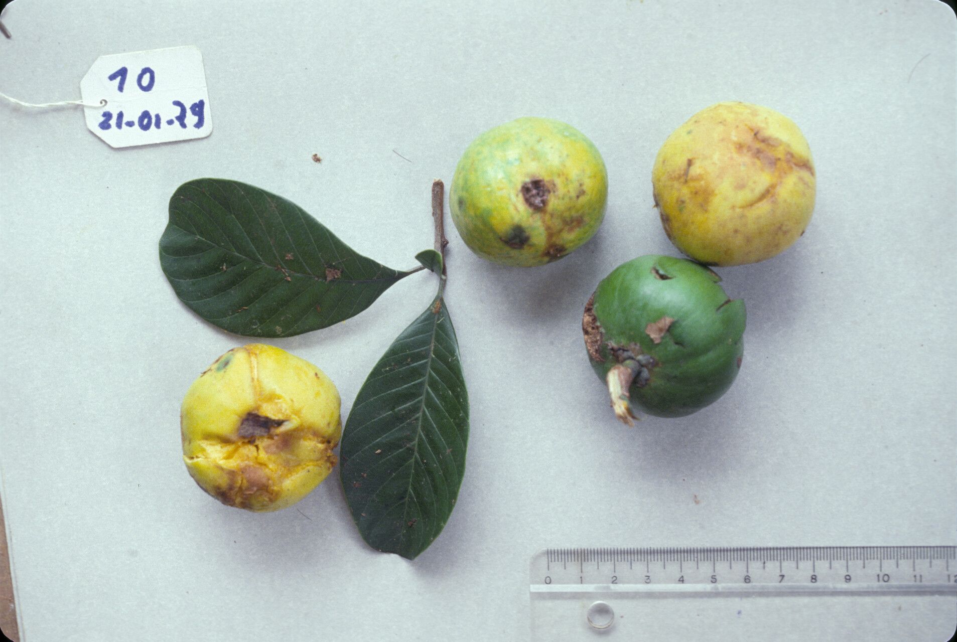 Pouteria macrophylla other