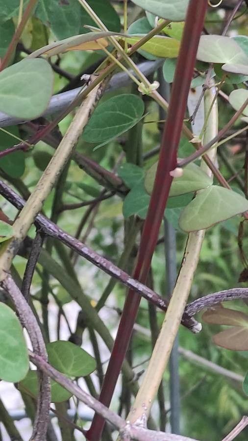 Bauhinia yunnanensis bark