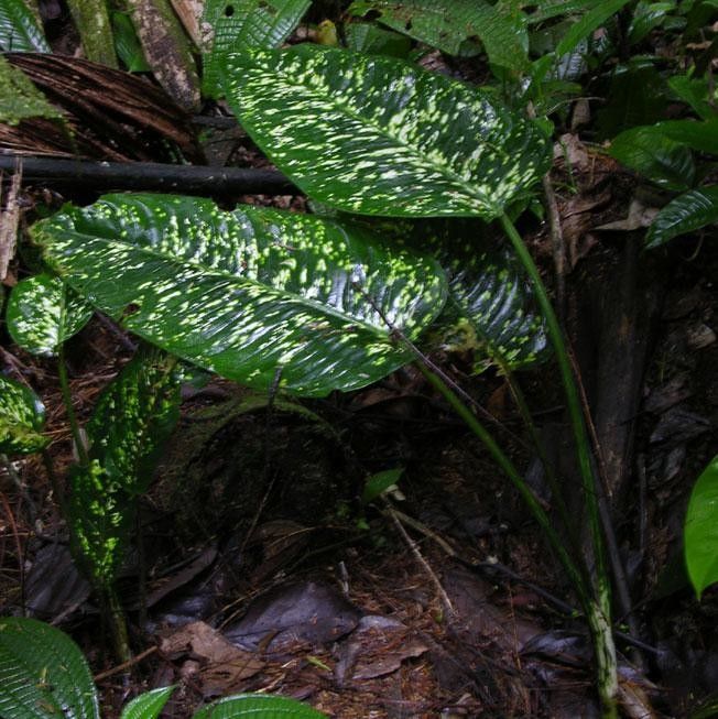 Dieffenbachia grayumiana habit