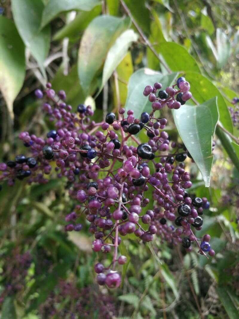 Miconia prasina fruit