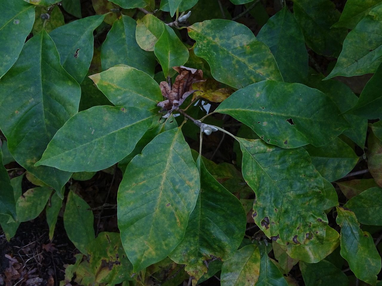 Magnolia × brooklynensis leaf
