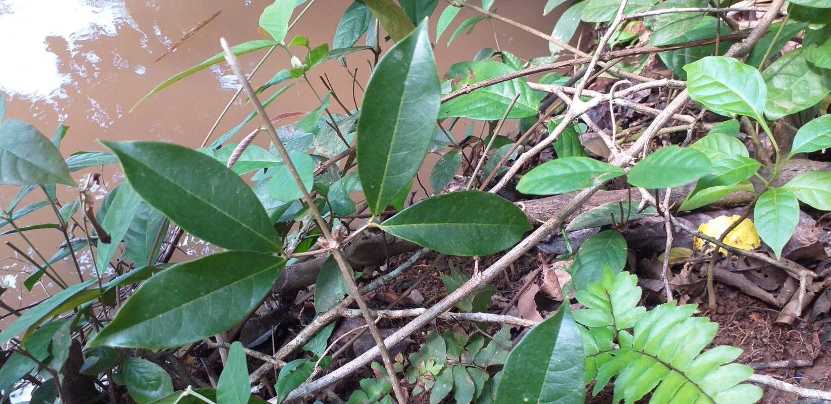 Bignonia noterophila leaf
