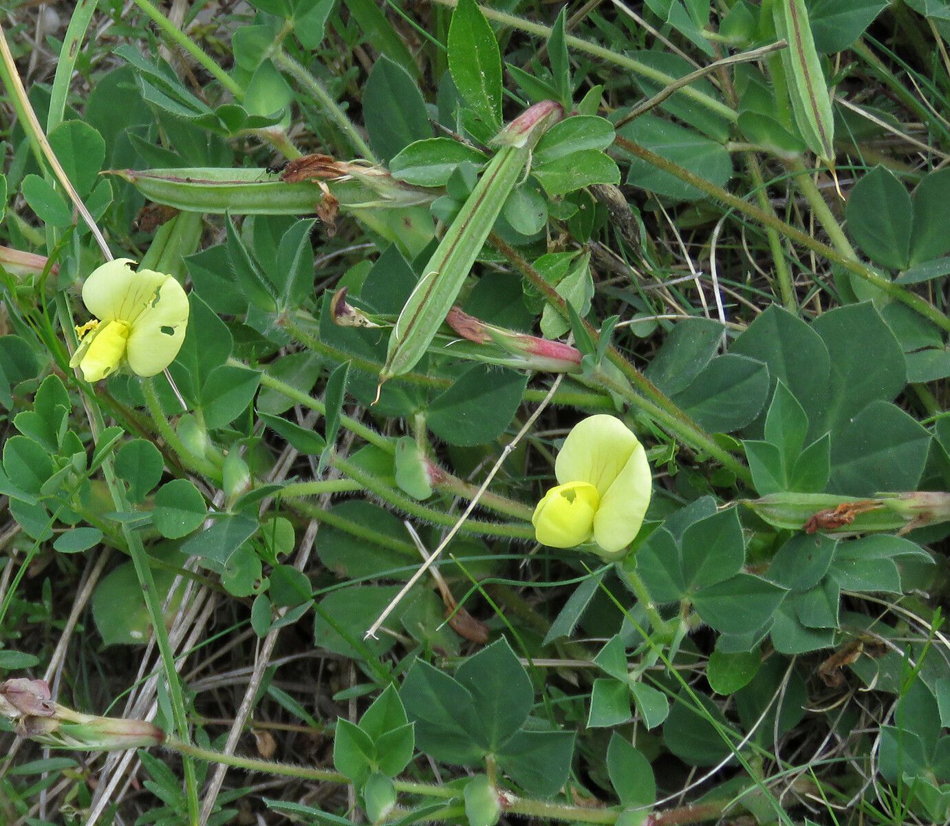 Tetragonolobus maritimus fruit
