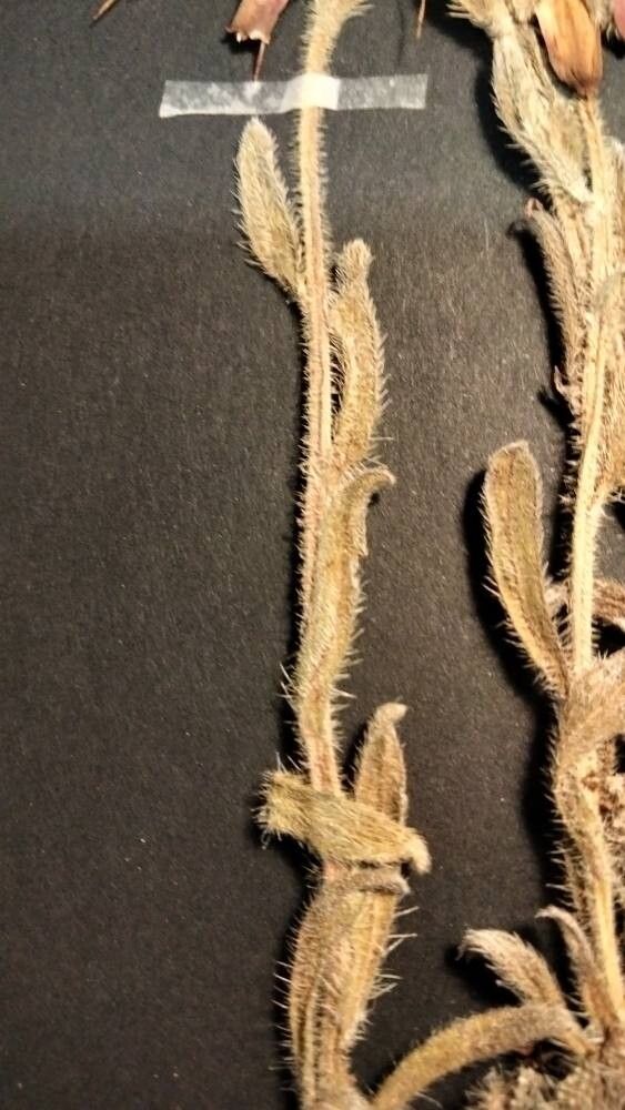 Onosma oreodoxa other