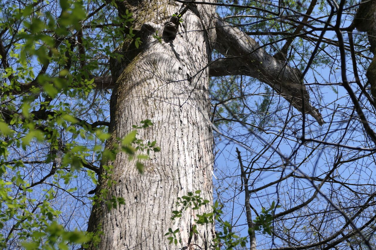 Taxodium ascendens bark