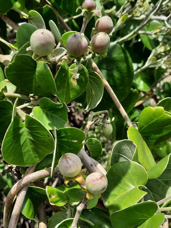 Ipomoea spathulata fruit