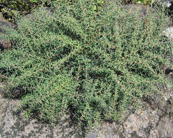 Euphorbia viminea habit