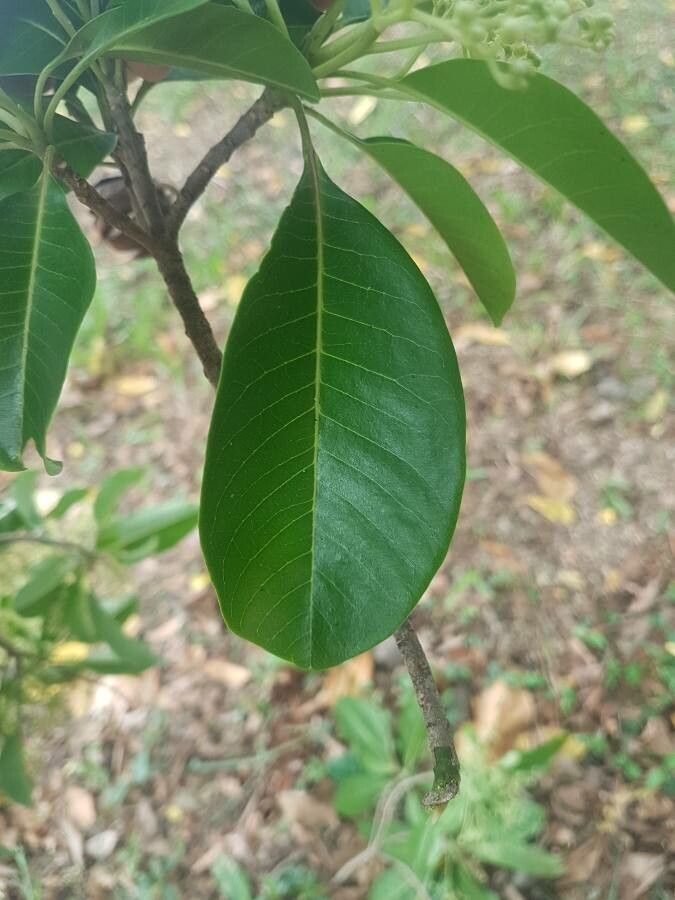 Esenbeckia leiocarpa — search result for 'Citrus'