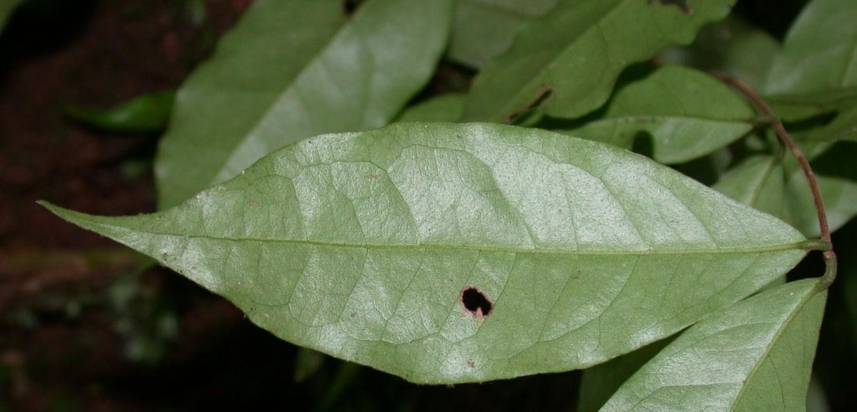 Eugenia selvana — houseplant care guide