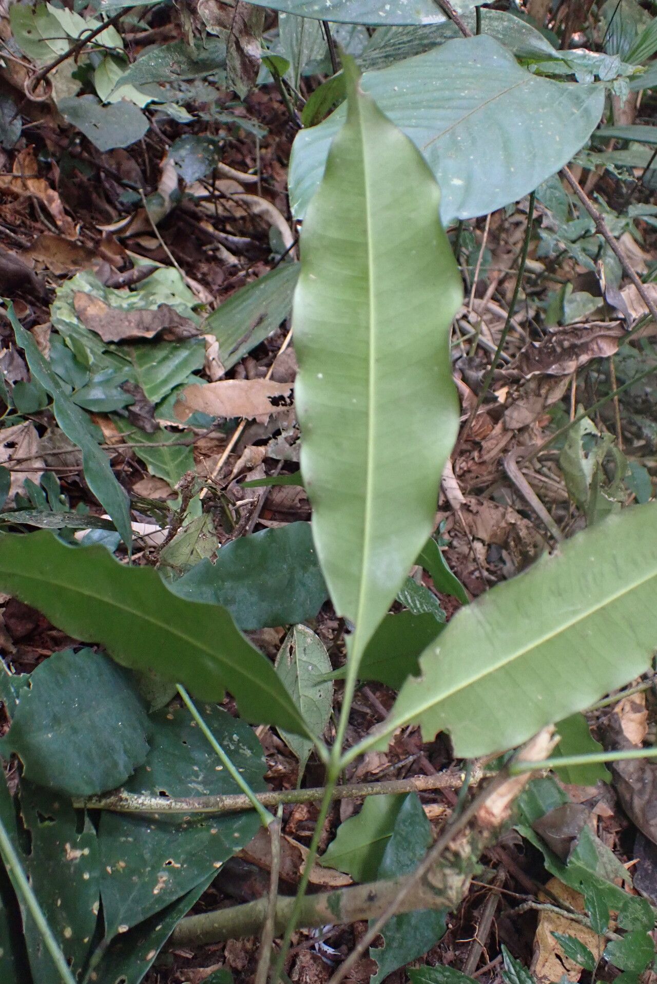 Vepris glaberrima leaf