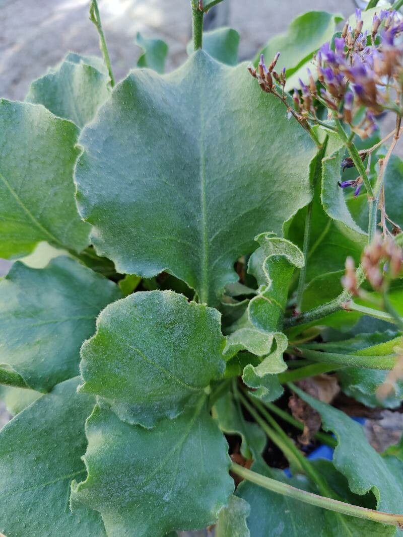 Limonium bourgeaui leaf