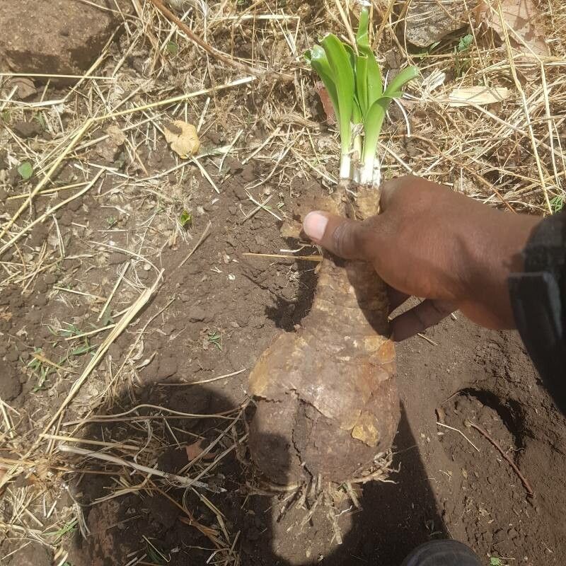 Crinum glaucum — search result for 'Crinum'
