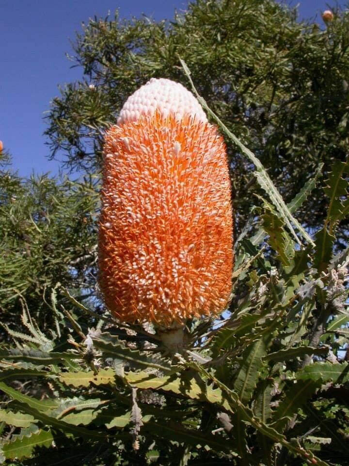 Banksia prionotes — search result for 'Proteaceae'