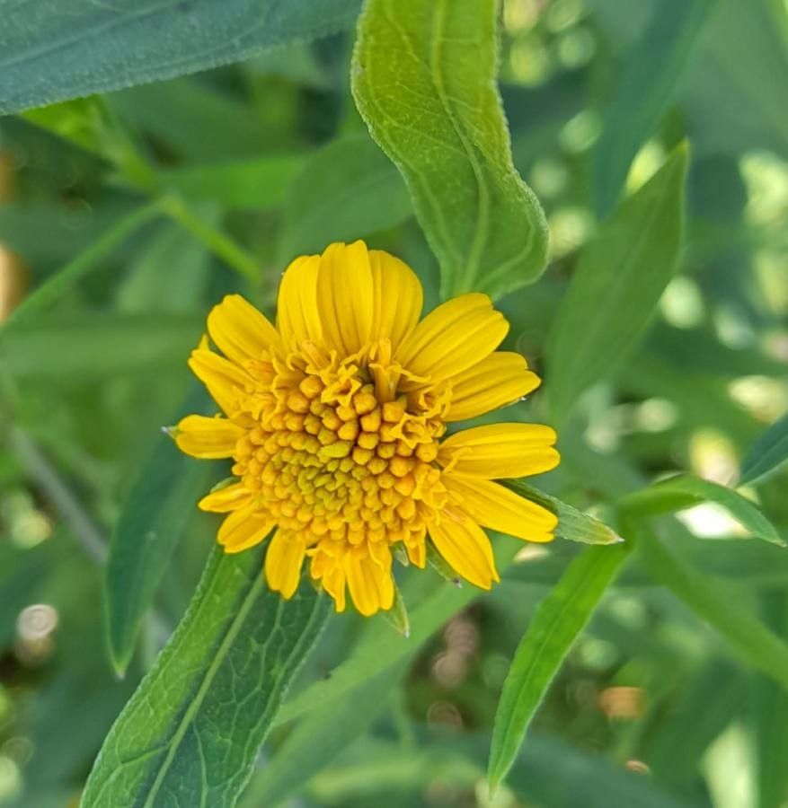 Pascalia glauca flower