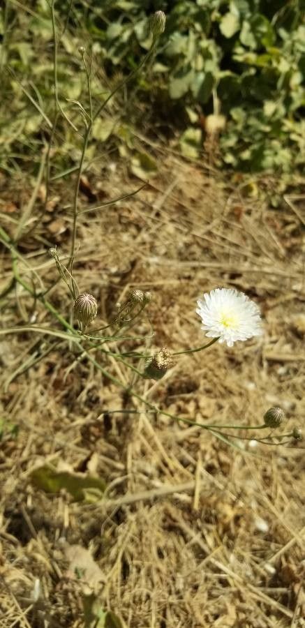 Malacothrix saxatilis — houseplant care guide