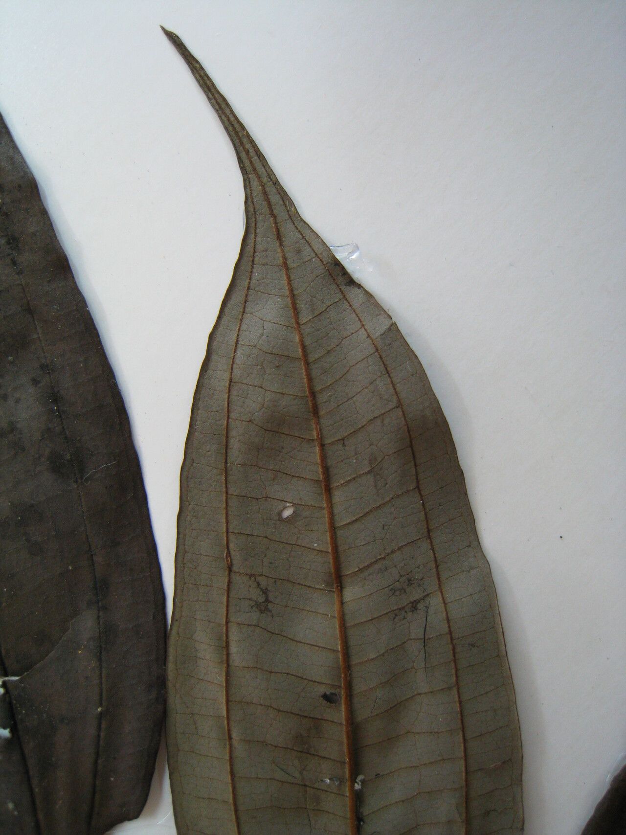 Miconia fragilis other