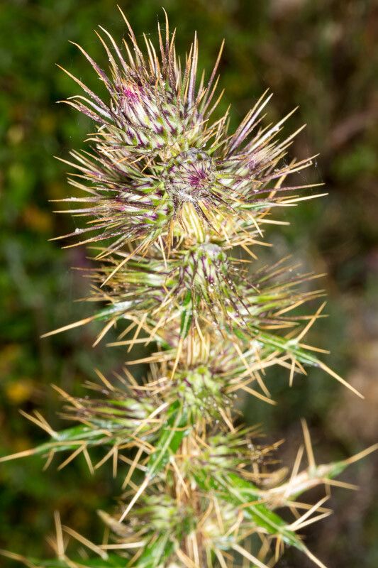 Ptilostemon casabonae flower