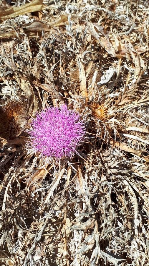 Carlina gummifera — search result for 'Mediterranean Basin'