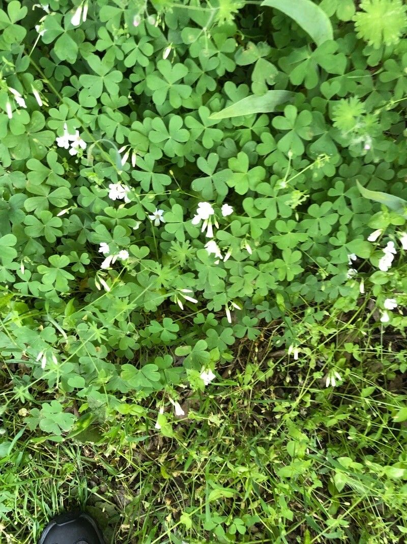 Oxalis incarnata habit