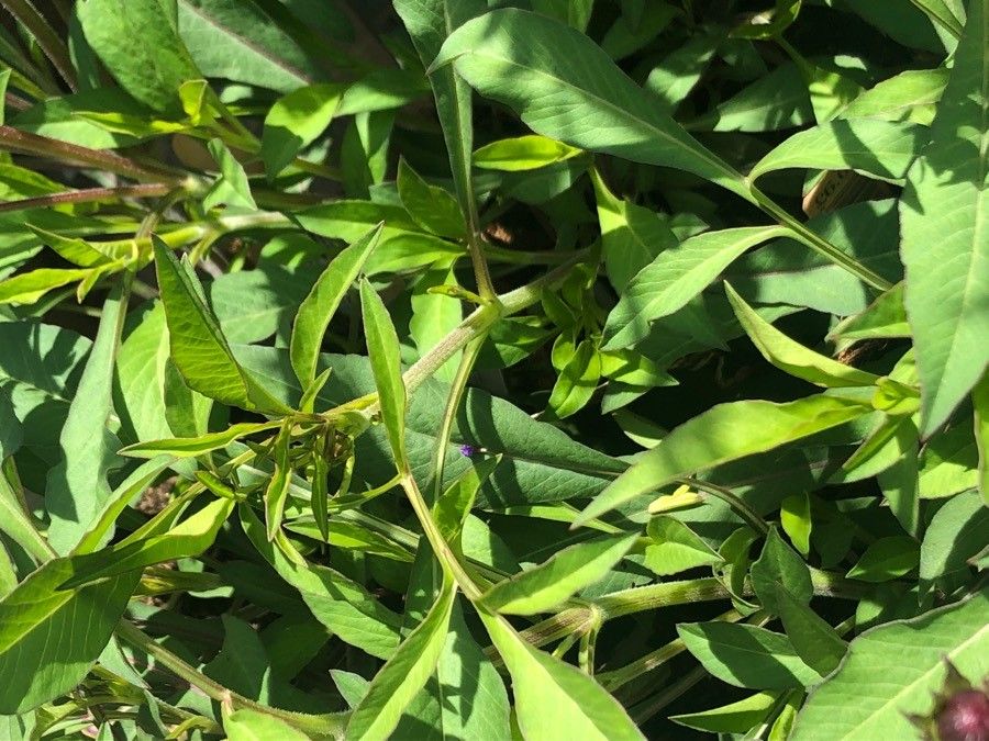 Cosmos atrosanguineus