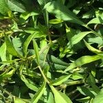 Cosmos atrosanguineus