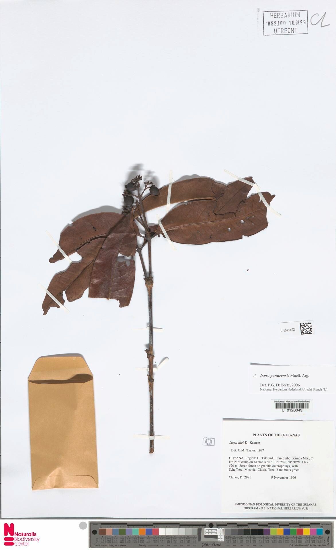 Ixora panurensis fruit