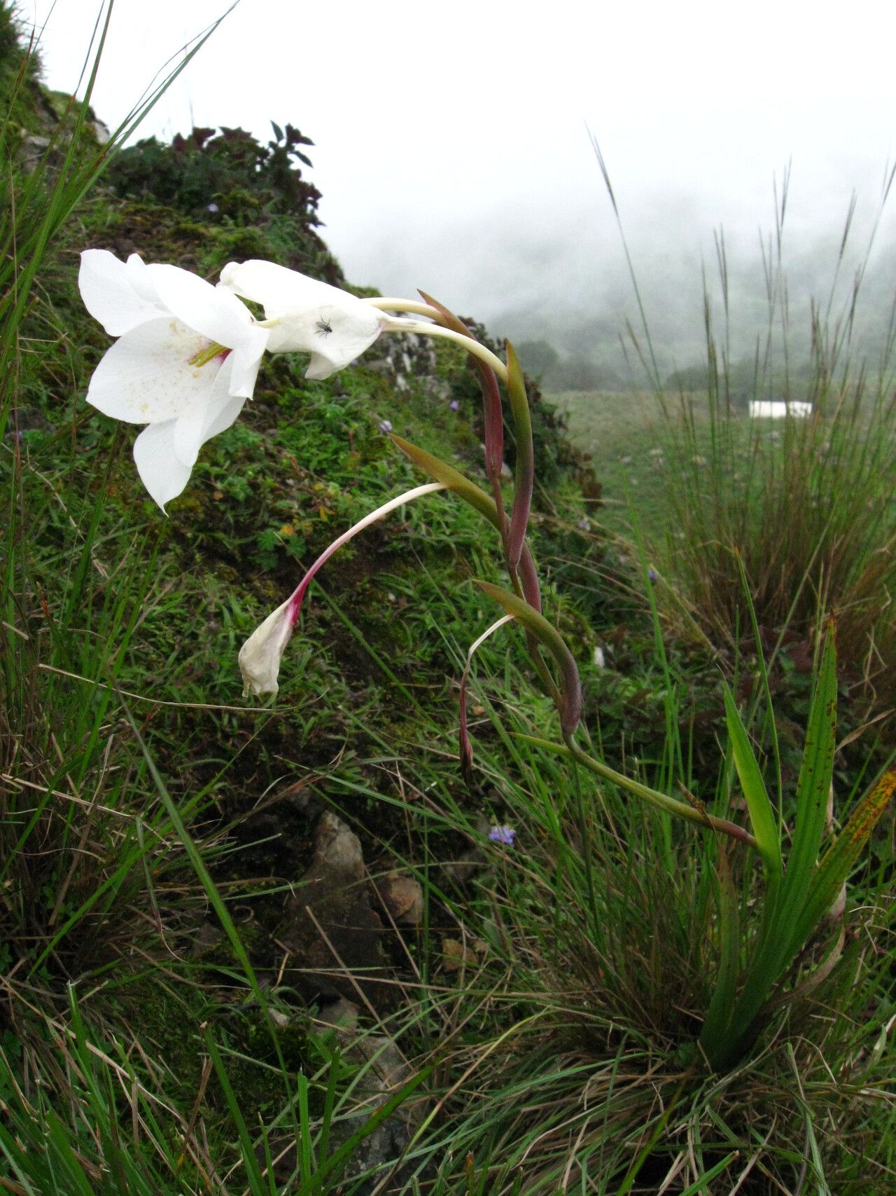 Gladiolus aequinoctialis habit