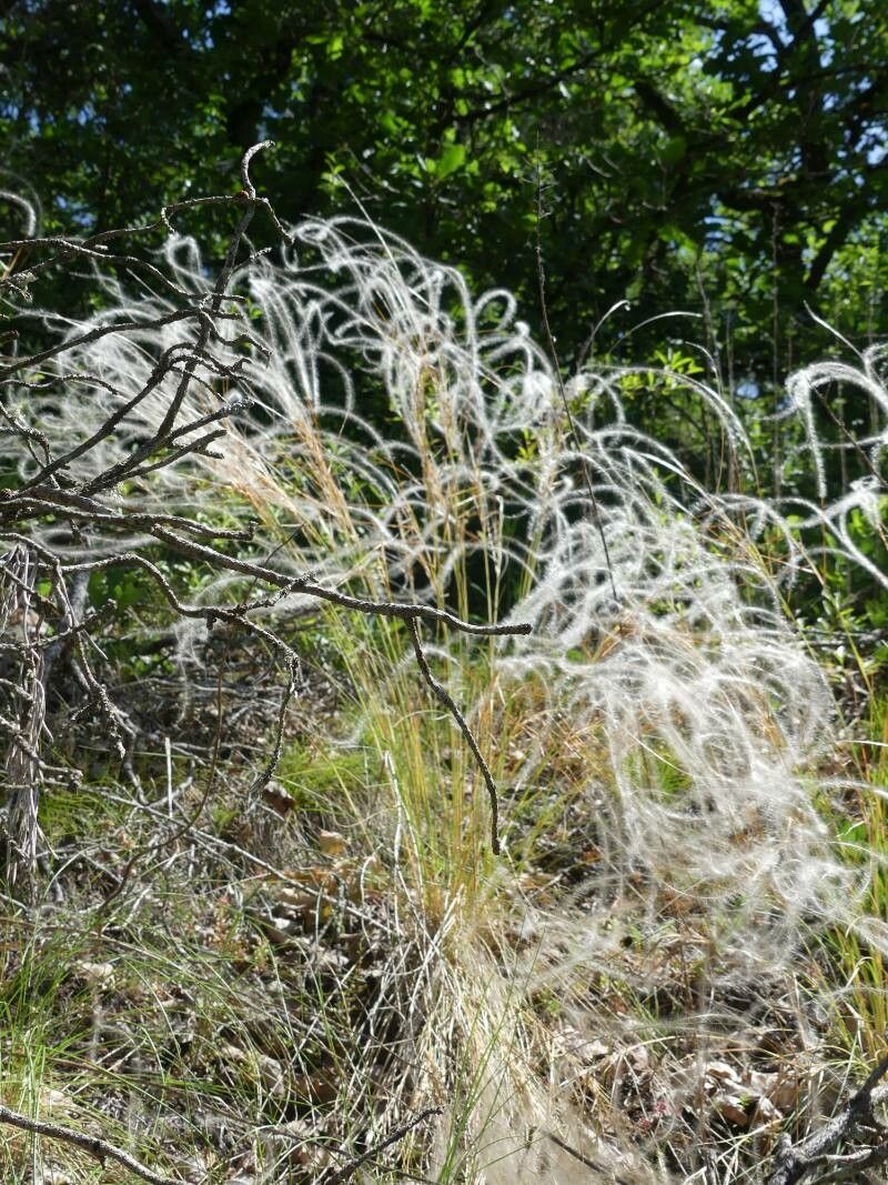 Stipa gallica flower