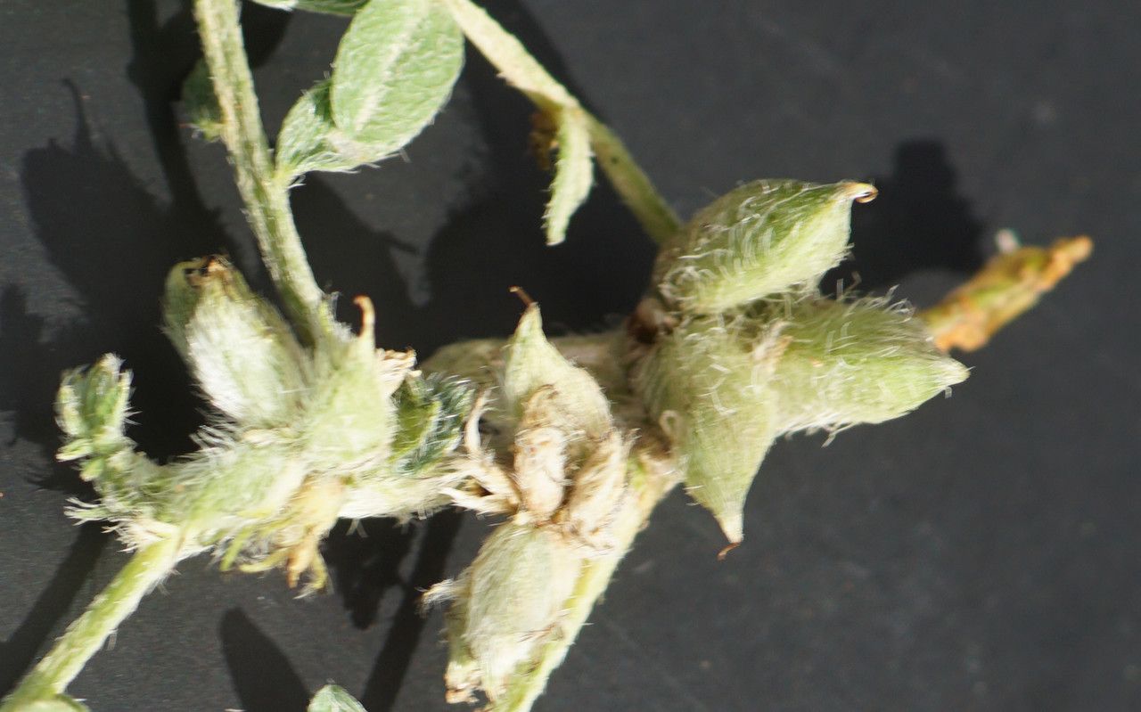 Astragalus sinaicus fruit