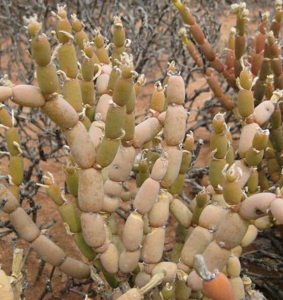 Mesembryanthemum nucifer leaf