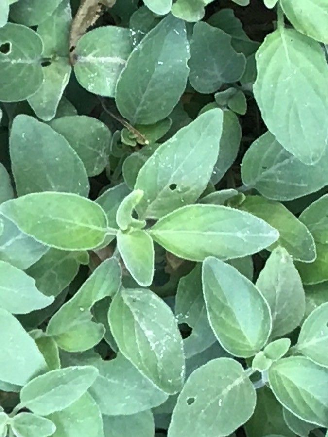 Dicliptera sericea leaf
