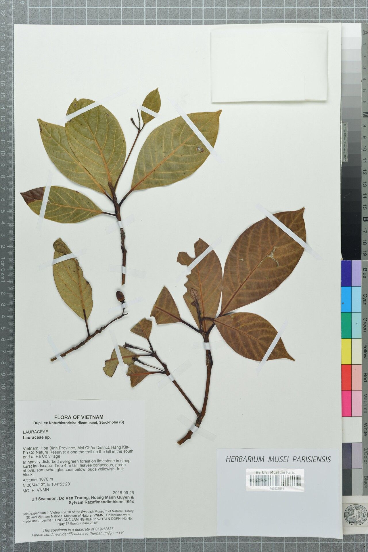 Phoebe grandis — related species from the same genus