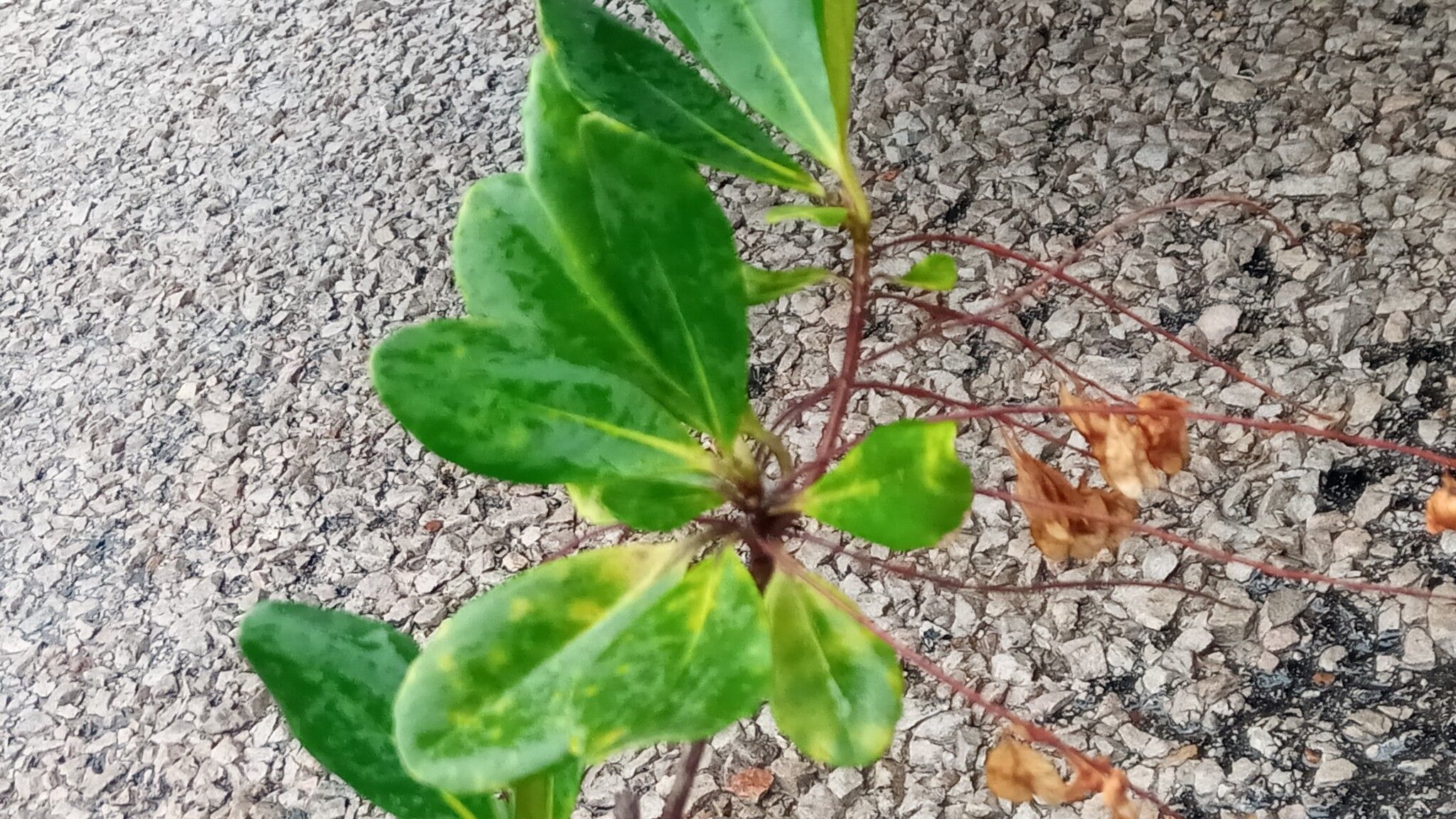 Terminalia perrieri leaf