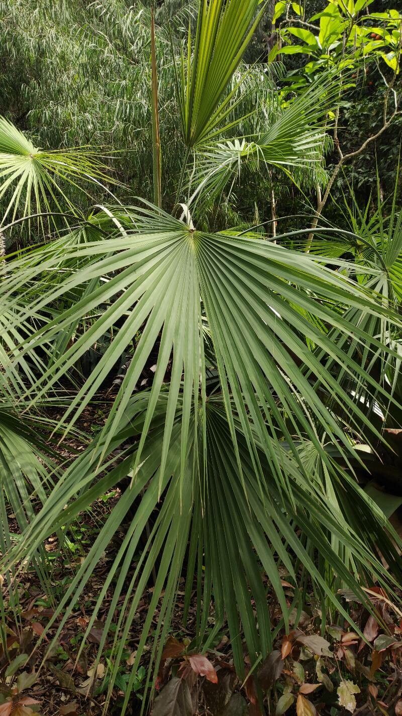 Brahea aculeata habit