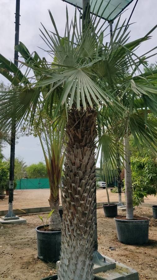 Copernicia alba habit