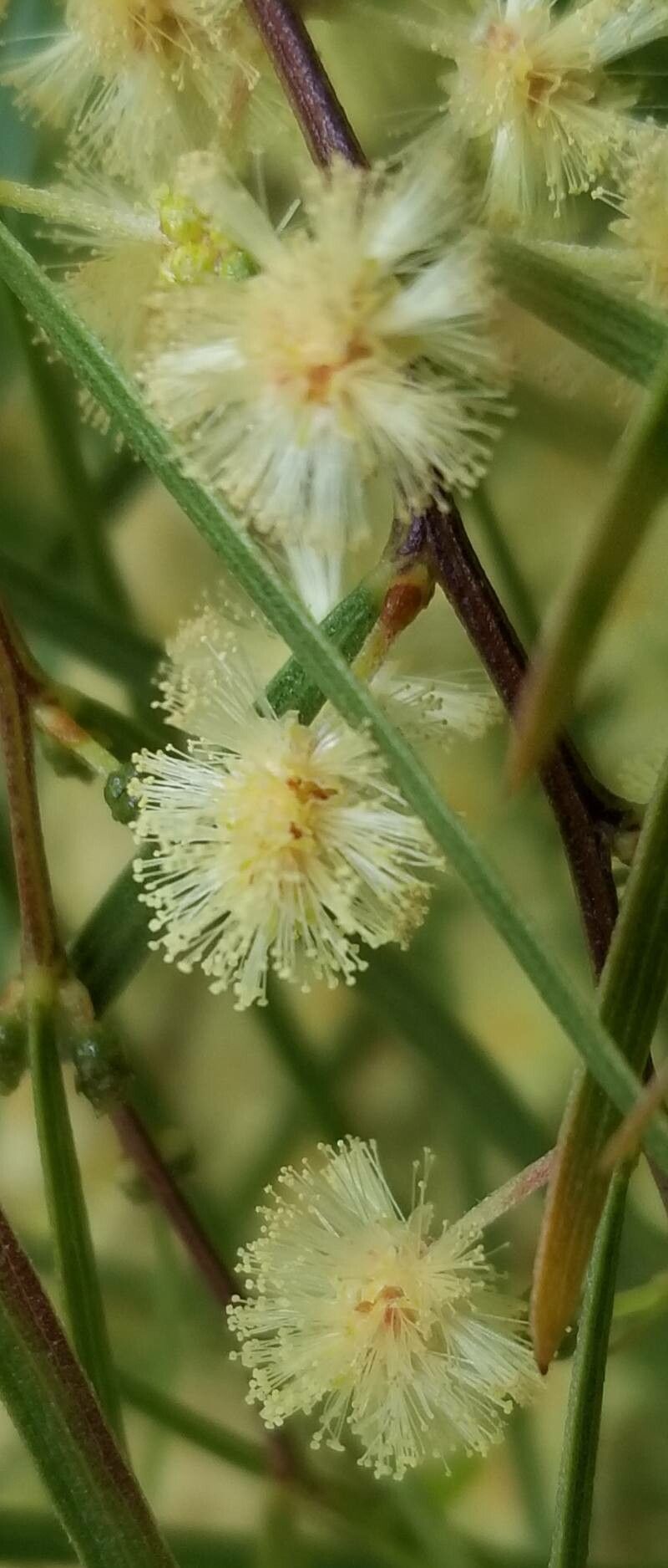 Acacia cognata flower