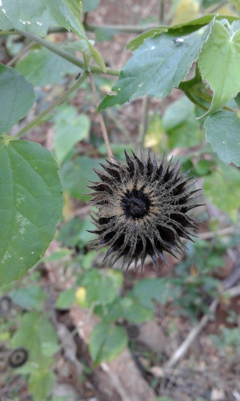 Abutilon exstipulare fruit