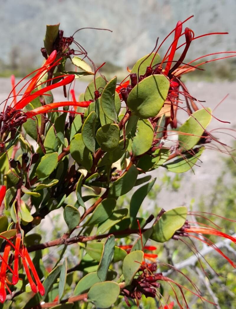 Tristerix verticillatus — houseplant care guide