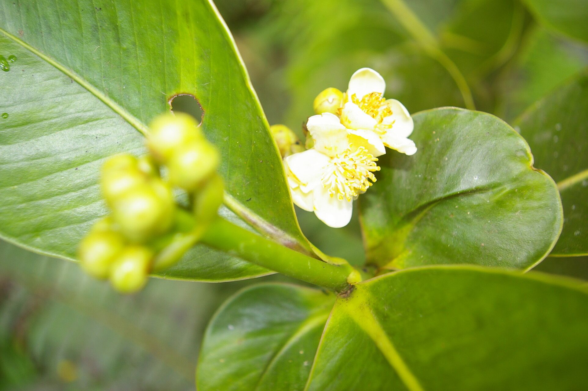 Clusia stenophylla flower
